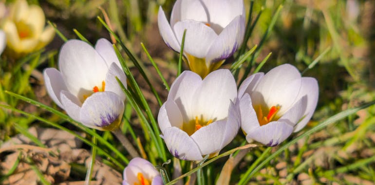 Vibrant crocuses blooming in a sunny German garden during spring.