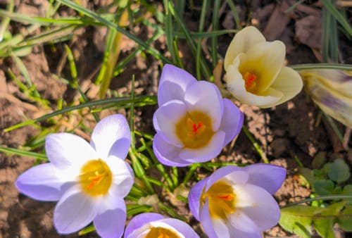 Bright purple and yellow crocuses bloom amidst green grass, capturing the essence of spring in Germany.