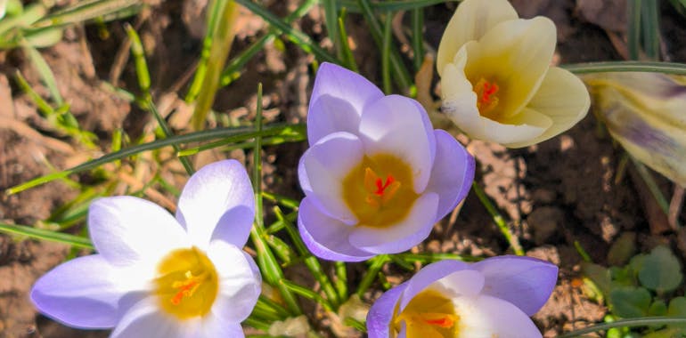 Bright purple and yellow crocuses bloom amidst green grass, capturing the essence of spring in Germany.